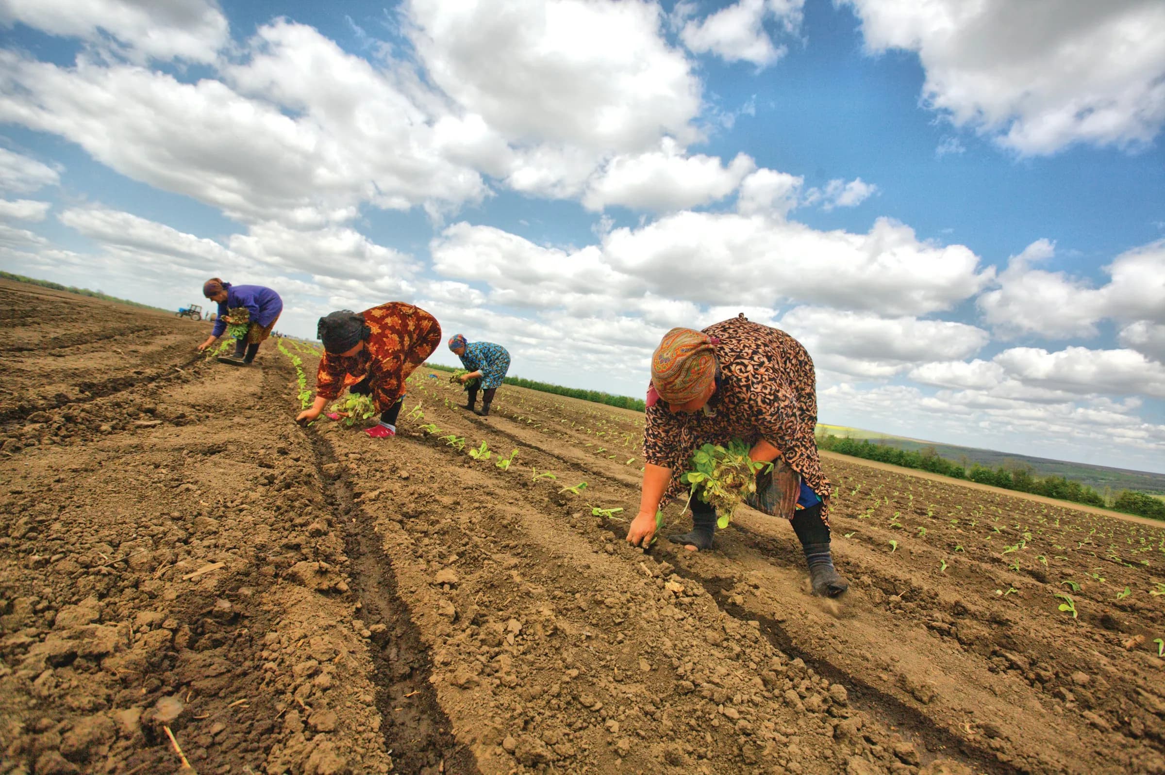 People planting a field under a blue sky